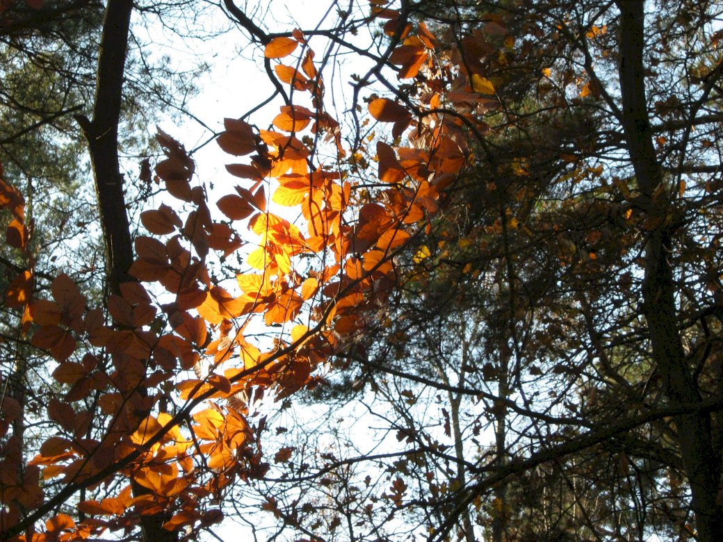 осень в лесу онлайн-пазл