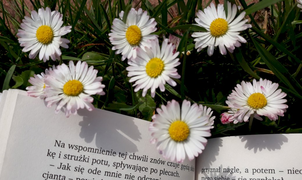daisies and a book online puzzle