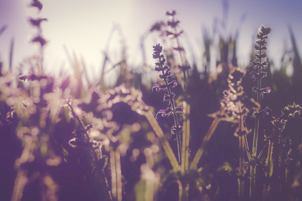 Фиолетовый-полевой цветок-весна онлайн-пазл