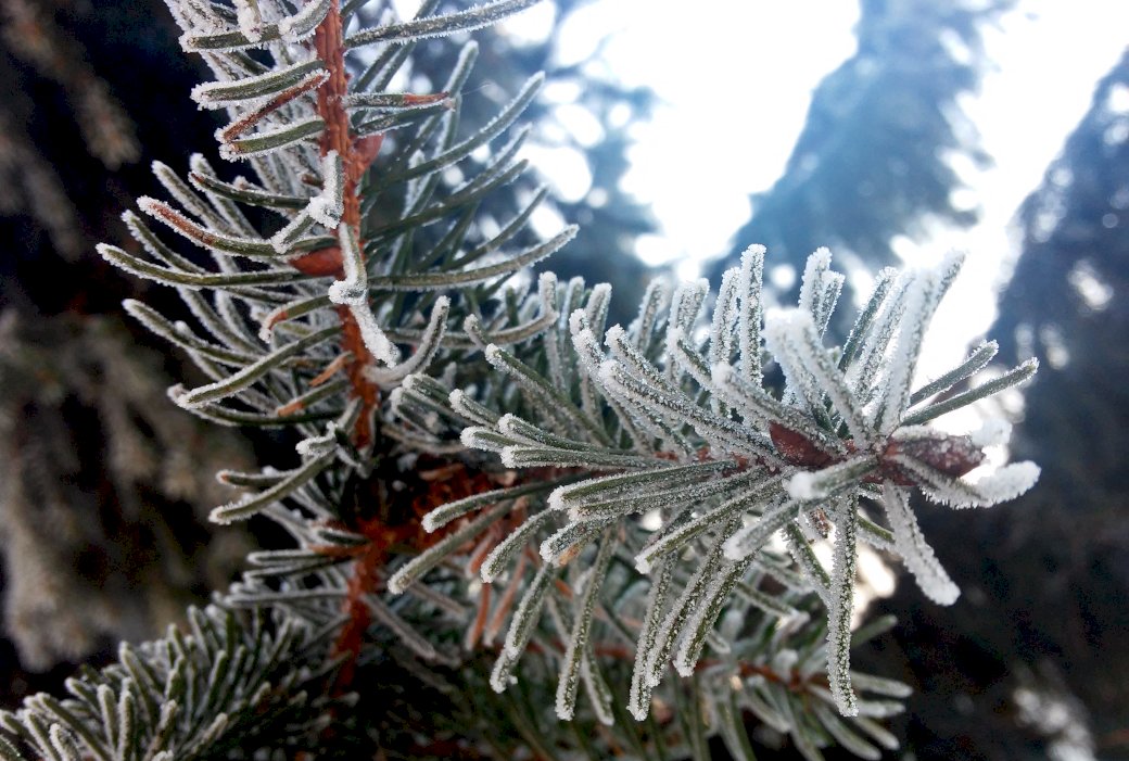 winter spruce twig jigsaw puzzle online