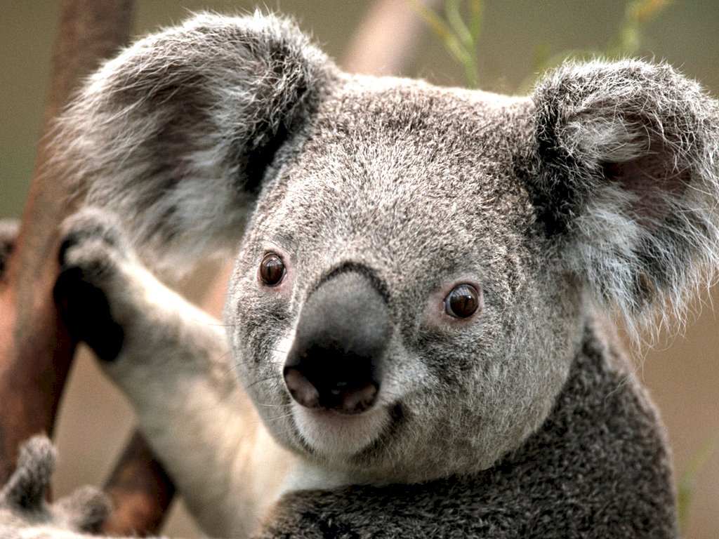 Koalabär Online-Puzzle