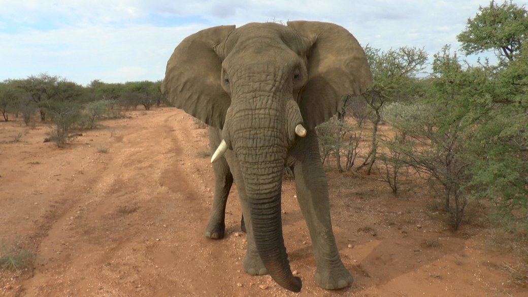 ELEPHANT V AFRIKE online puzzle