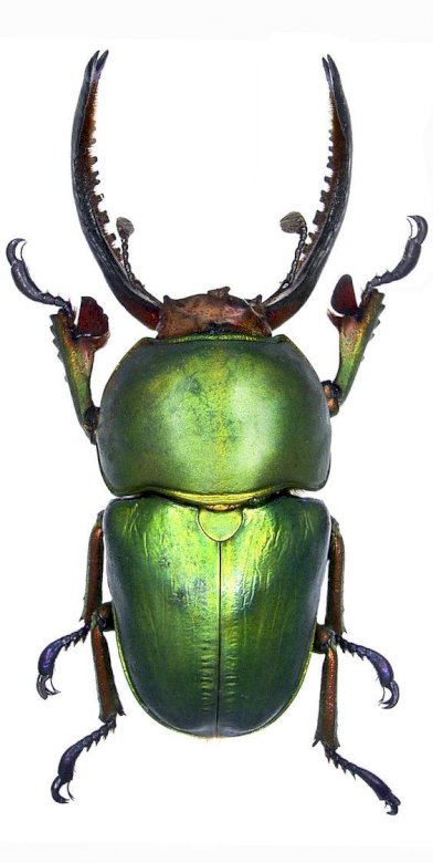 Puzzle insecte maternelle niveau 2: scarabée puzzle en ligne