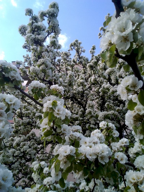 Apple květy skládačky online