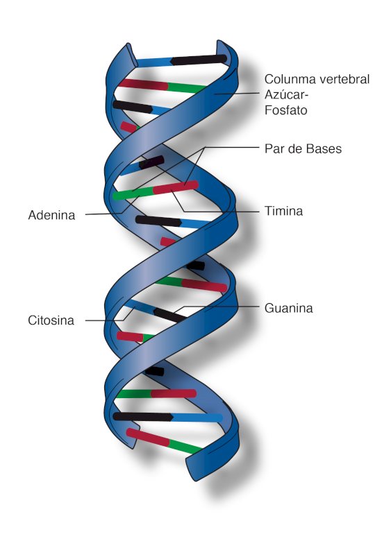 DNA-kedjestruktur. pussel på nätet