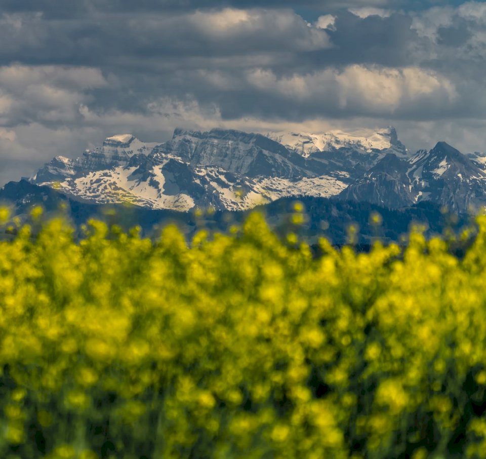 Rapeseed Flowers and snow online puzzle