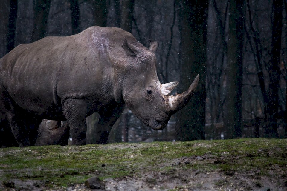 Rhino se sněhem pokrytým skládačky online
