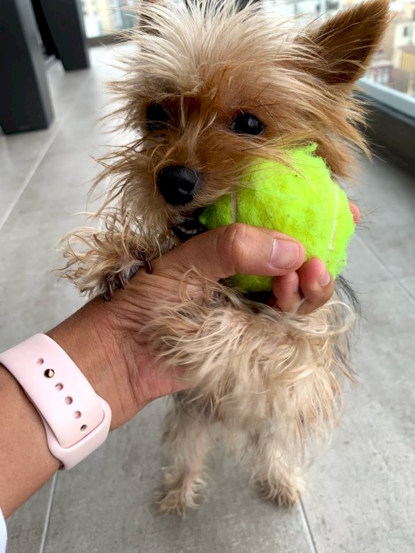 Chewi a jeho míč skládačky online