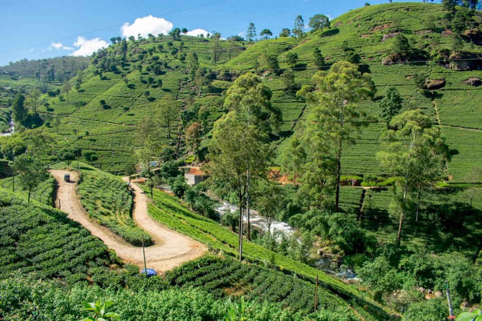 Φυτεία τσαγιού στη Σρι Λάνκα online παζλ