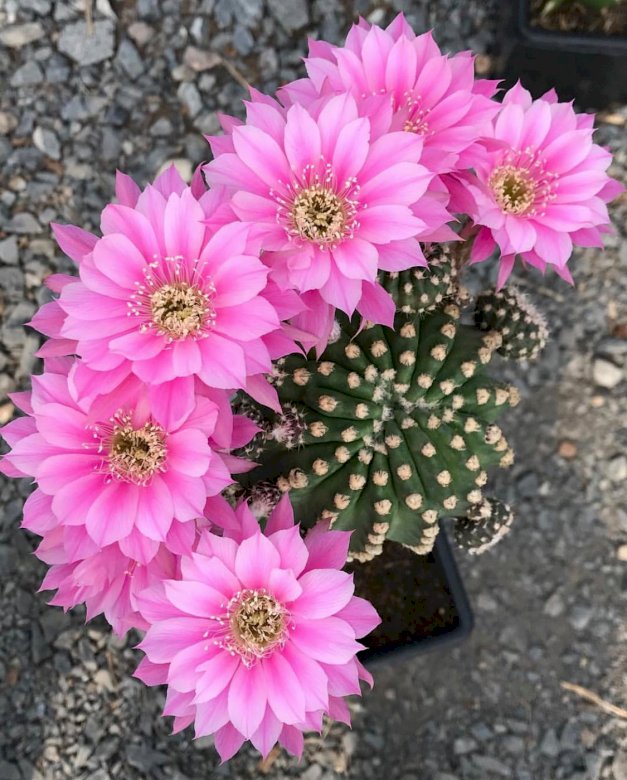 Cactus en fleurs. puzzle en ligne