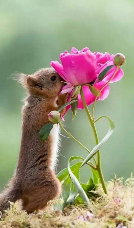 Ένας σκίουρος με ένα λουλούδι. παζλ online