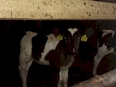 子牛の繁殖 オンラインパズル