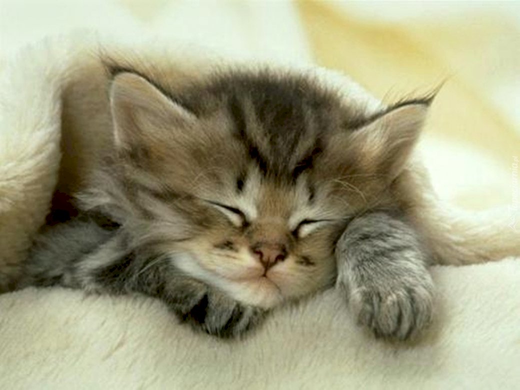 Little cute kitty 123456 puzzle en ligne