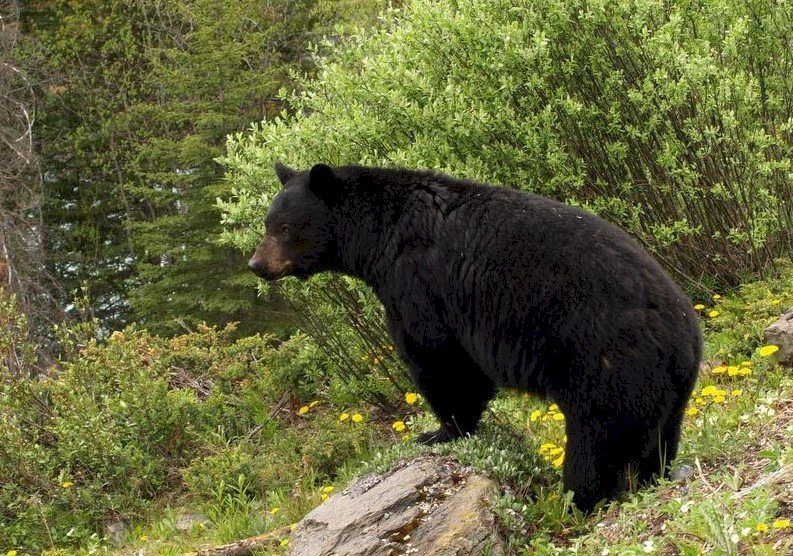 Baribal, urso preto quebra-cabeças online