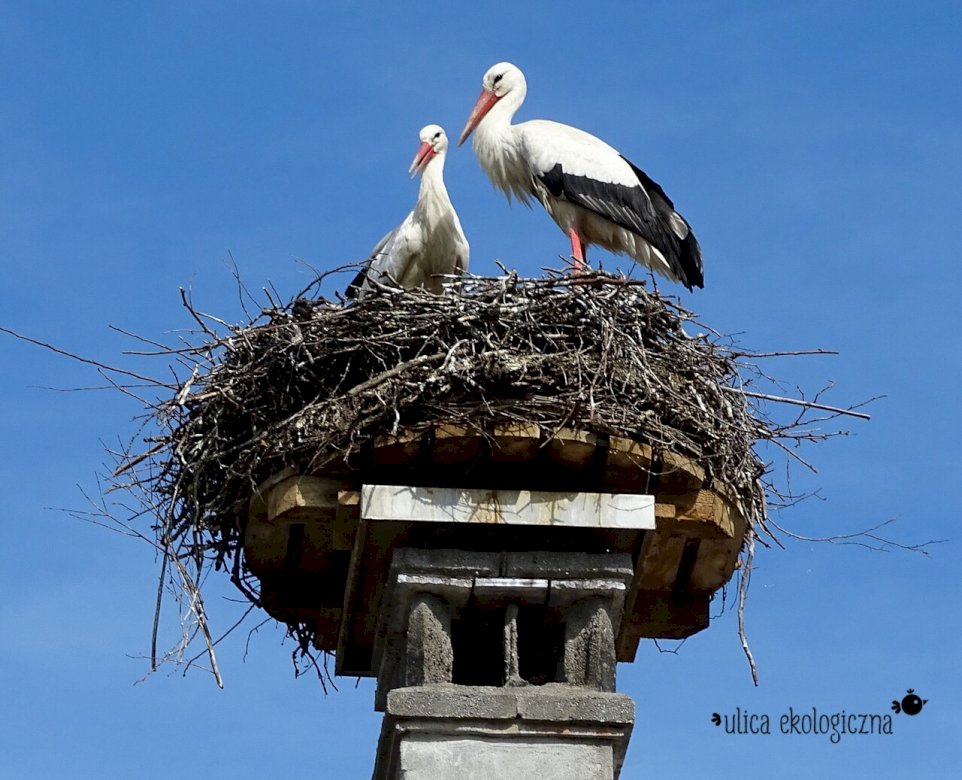 Storkens bo Pussel online