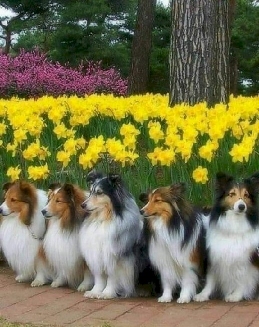 Hundar med påskliljor. pussel på nätet