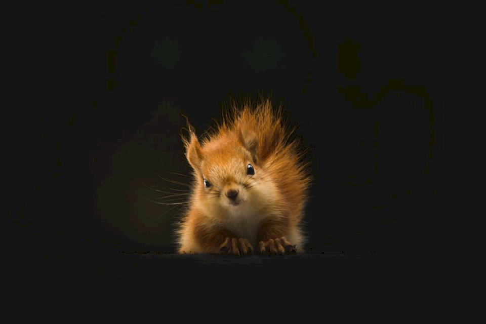 The Staring Squirrel pussel på nätet