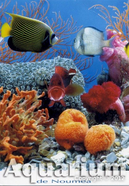 Aquarium de Nouméa puzzle en ligne
