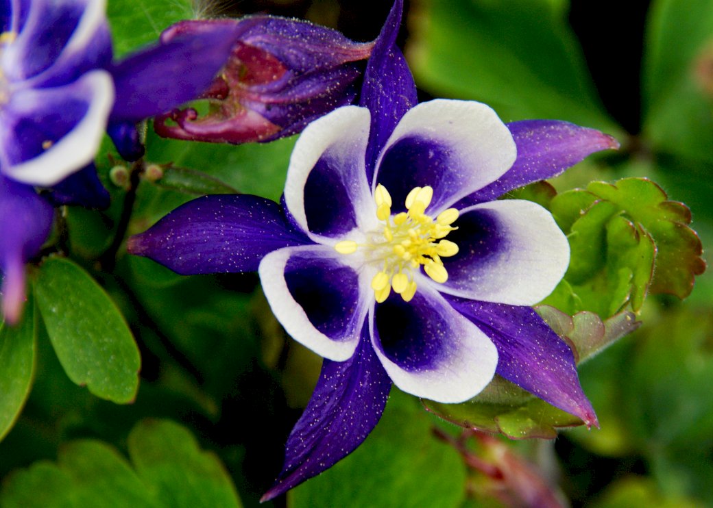 Fialový květ, Columbine skládačky online