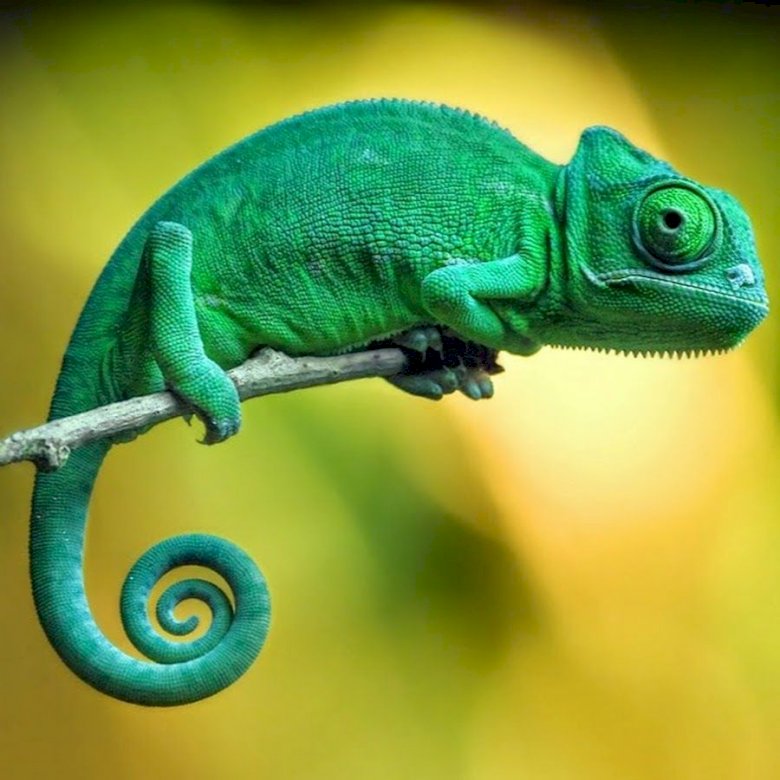 cameleon jigsaw puzzle online
