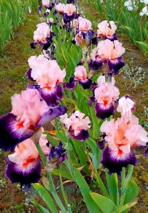 Iris violet puzzle en ligne