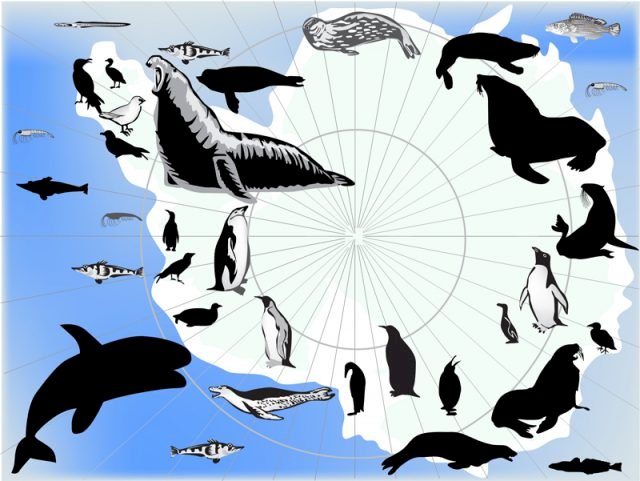djur som lever i Antarktis och Antarktis pussel på nätet