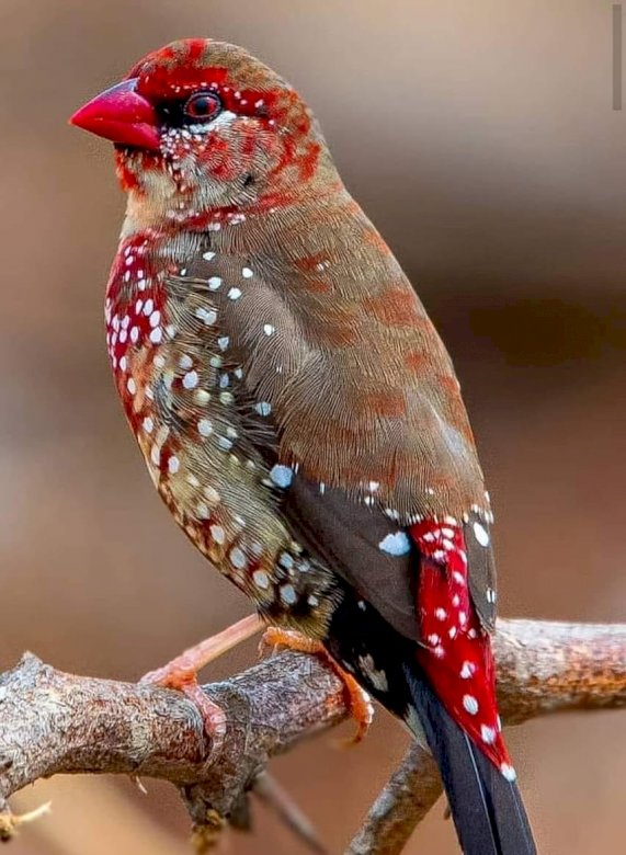 Speckled πουλί. online παζλ