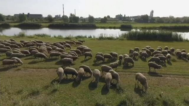 πρόβατα στην ιλαρά online παζλ