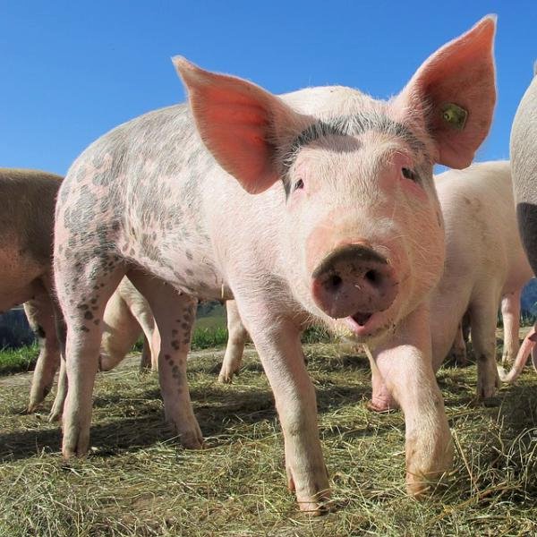 Schwein auf dem Bauernhof Puzzlespiel online