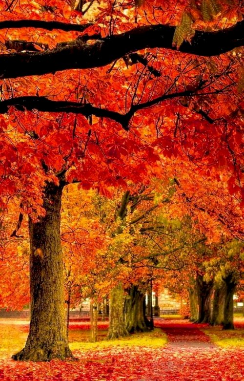 Un paysage d'automne puzzle en ligne
