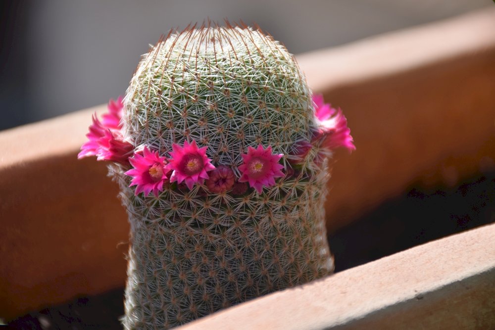 kaktus med blommor på våren Pussel online