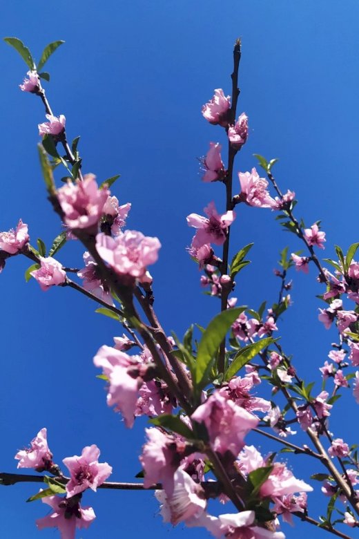 céu azul e flores quebra-cabeças online