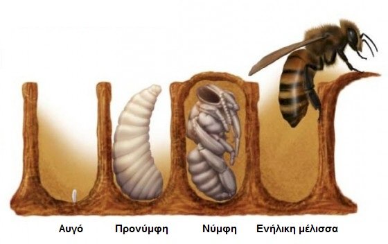 Στάδια μετασχηματισμού μελισσών παζλ online