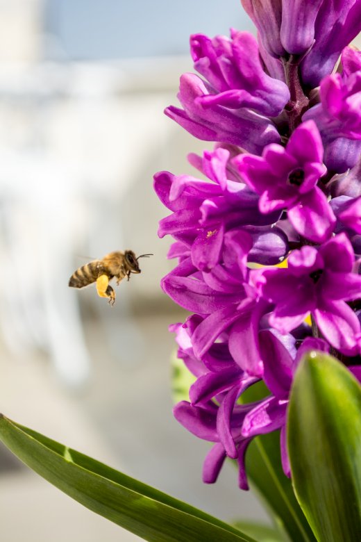 От живота на пчелата онлайн пъзел