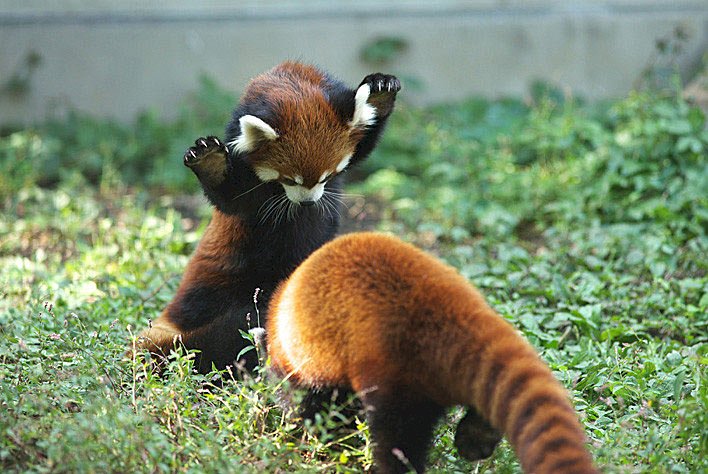 Pandas rojos rompecabezas en línea