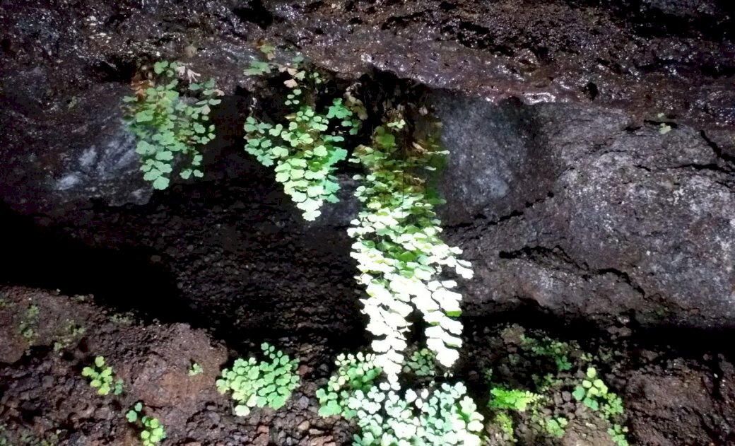 rostliny v jeskyni skládačky online
