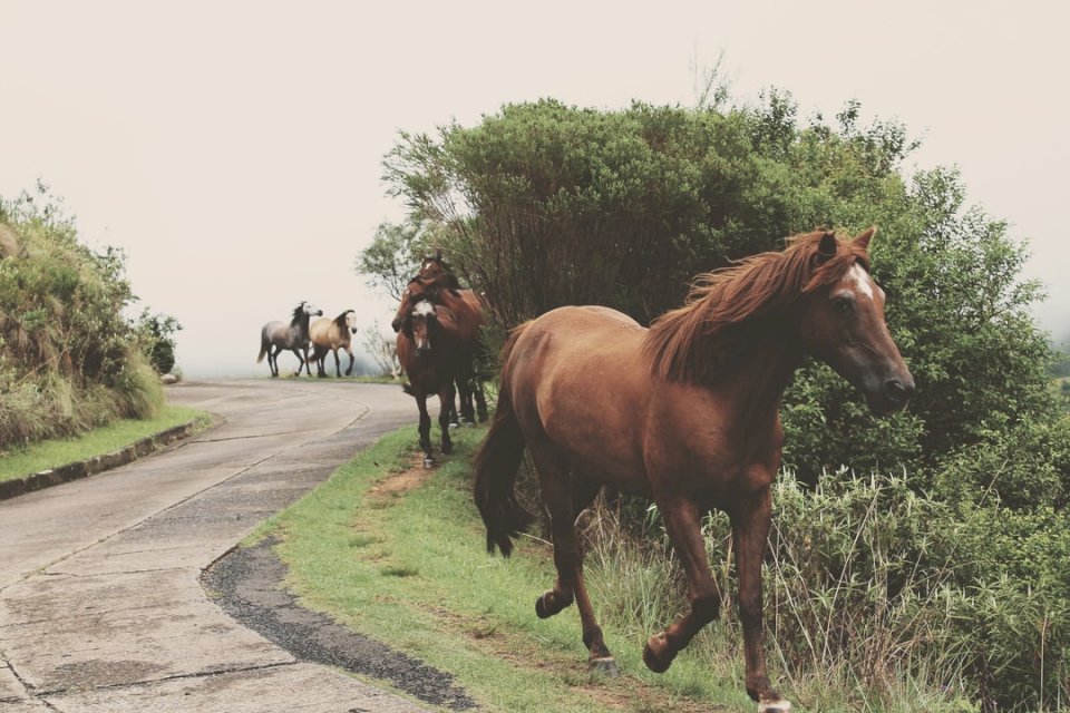Hästar på en stenlagd väg Pussel online