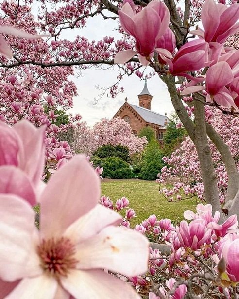 Pink Magnolias. Pussel online