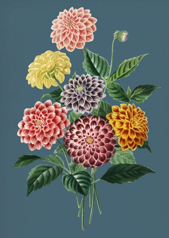 Цветни георгини, градински цветя онлайн пъзел
