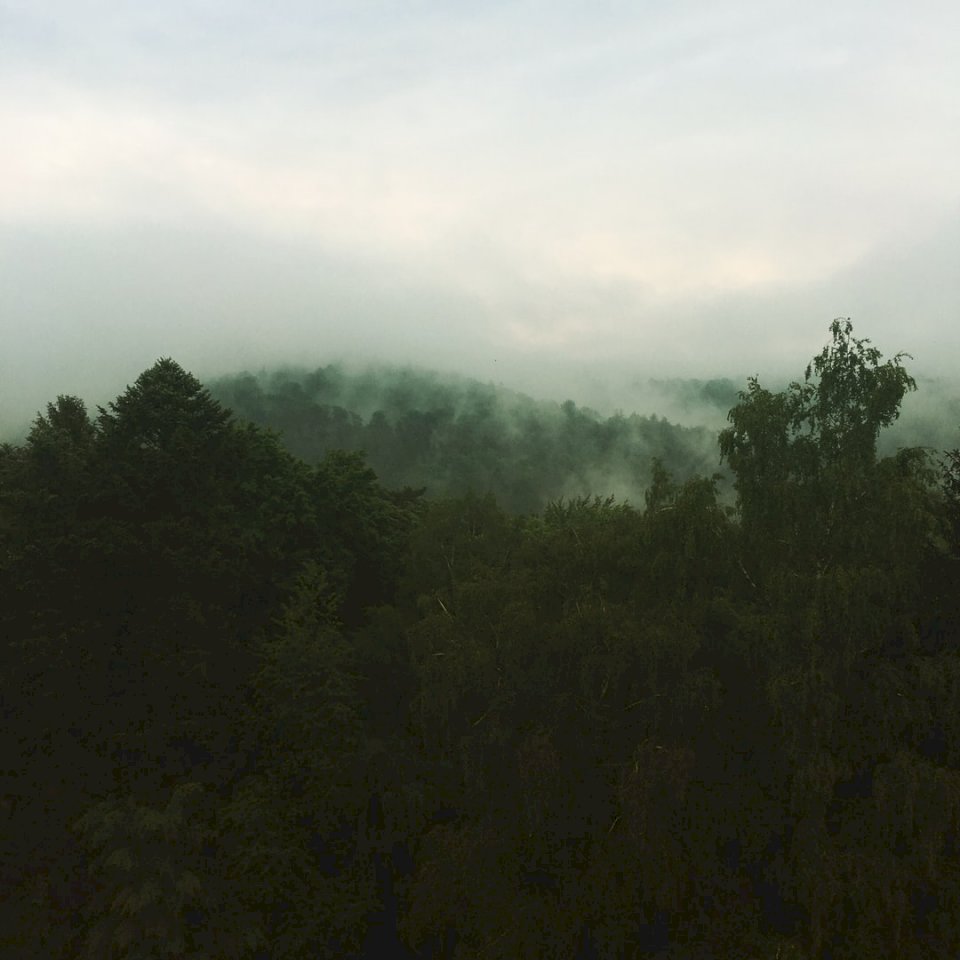 Erdő ködben kirakós online