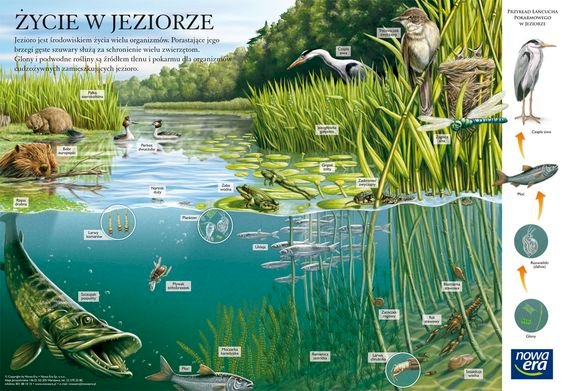 Life in the lake jigsaw puzzle online