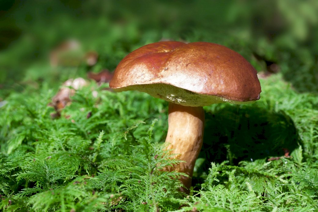Mushroom in the forest jigsaw puzzle online