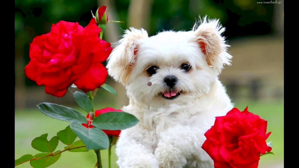 милая собачка с розами онлайн-пазл