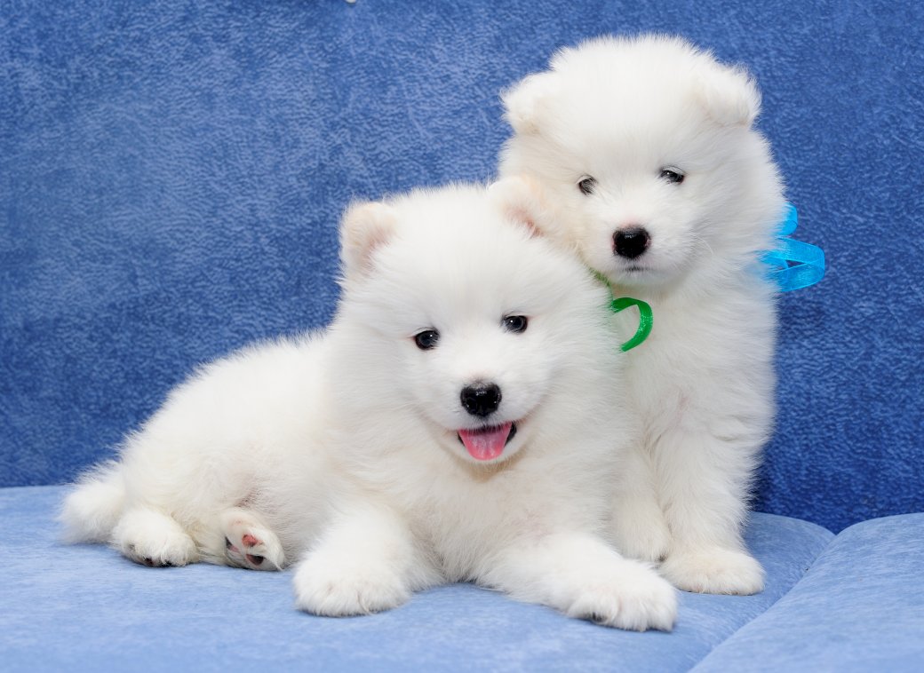 две бели кучета онлайн пъзел