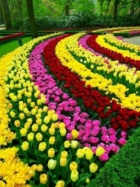 Táj tulipánokkal. online puzzle