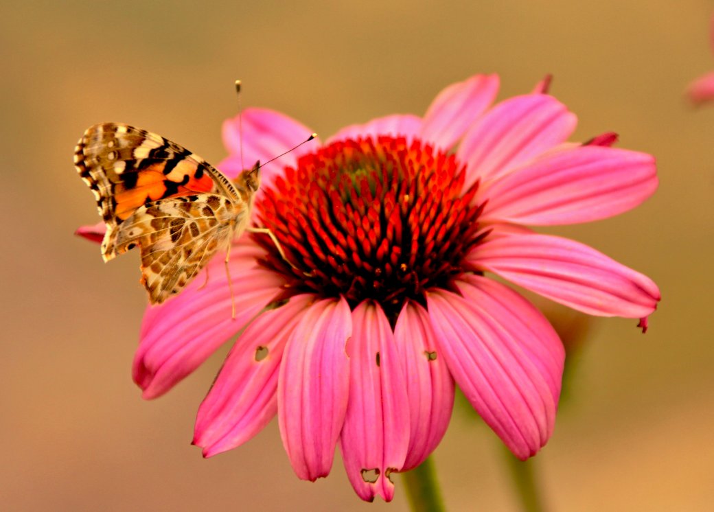 Сад, бабочка, цветок, пазл онлайн