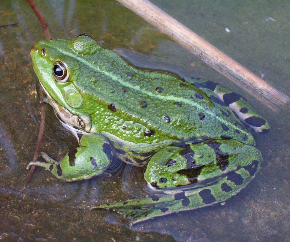 жаба зелена жаба онлайн пазл