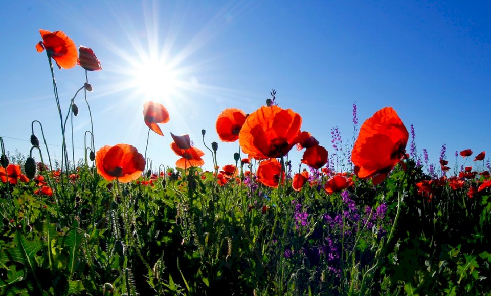 Red poppies under morning sun jigsaw puzzle online