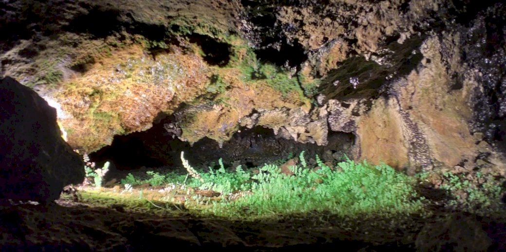 洞窟の中の植物 オンラインパズル