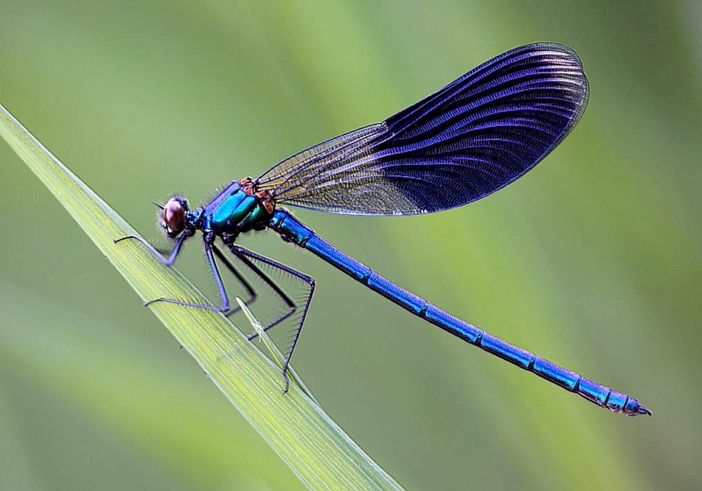 Dragonfly - Mei weide legpuzzel online